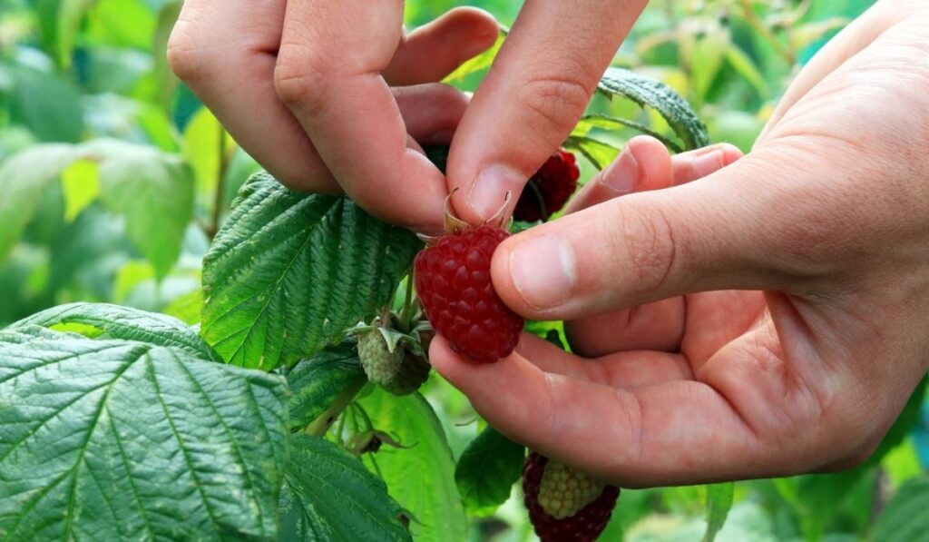 A Gardener Picking A Raspberry 
