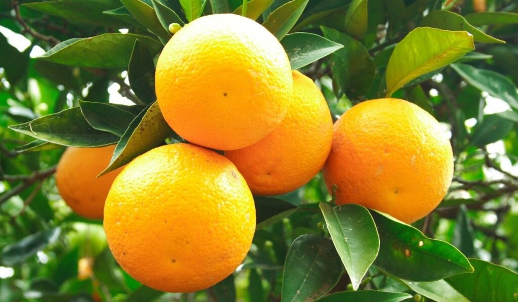 An orange fruit on a tree