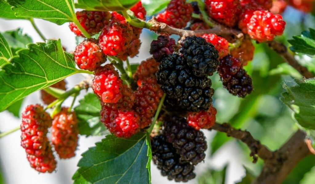 Bunch of red and black mulberries growing on the branch of a tree 