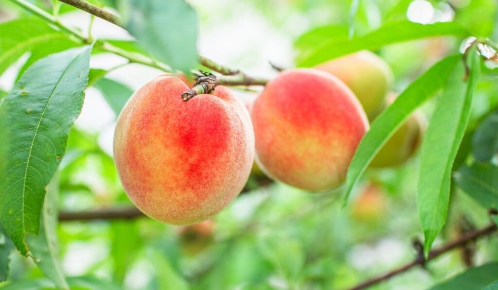 Close up Picture of the red riped peaches on the peach tree 