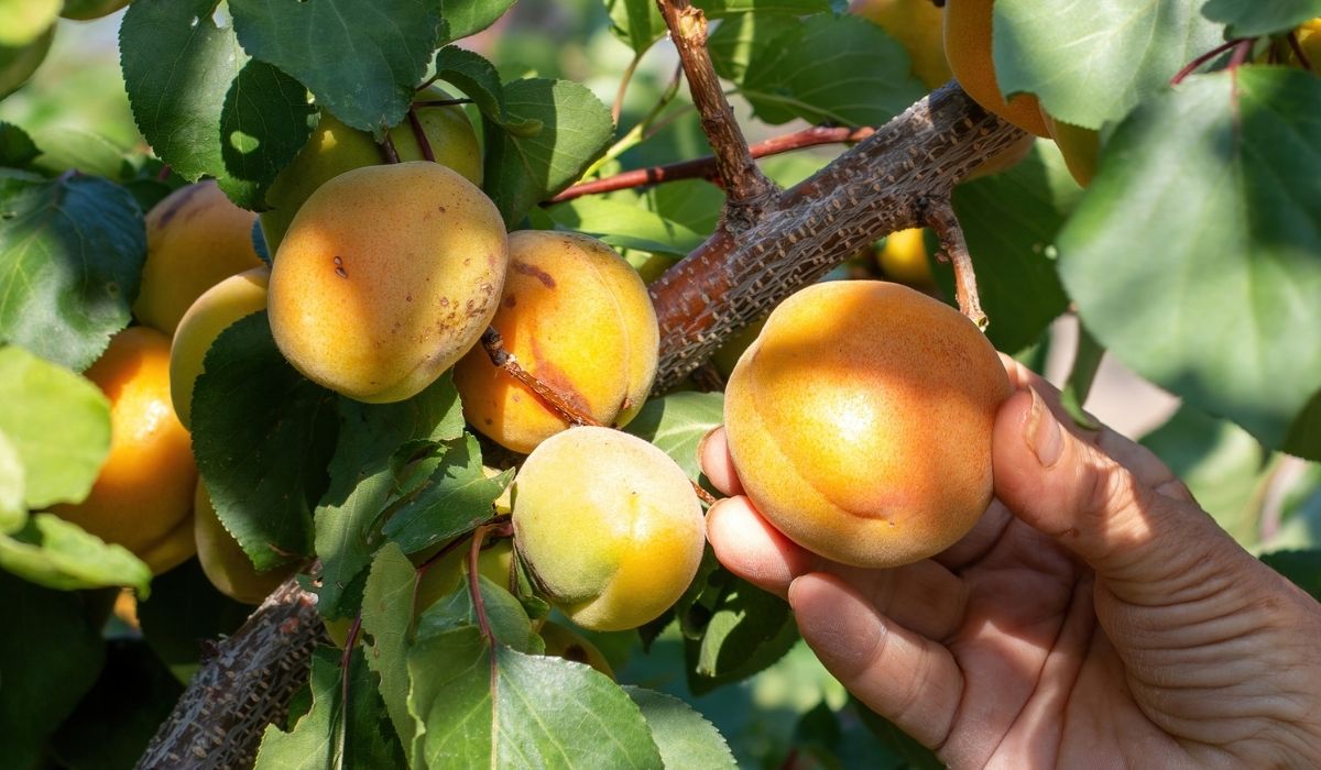 Closeup of the hand of a woman picking apricots from a tree