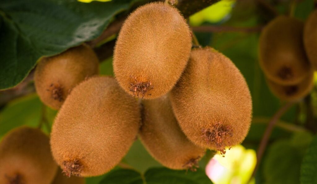 Frash kiwi Actinidia chinensis on a tree with branches and leaves 