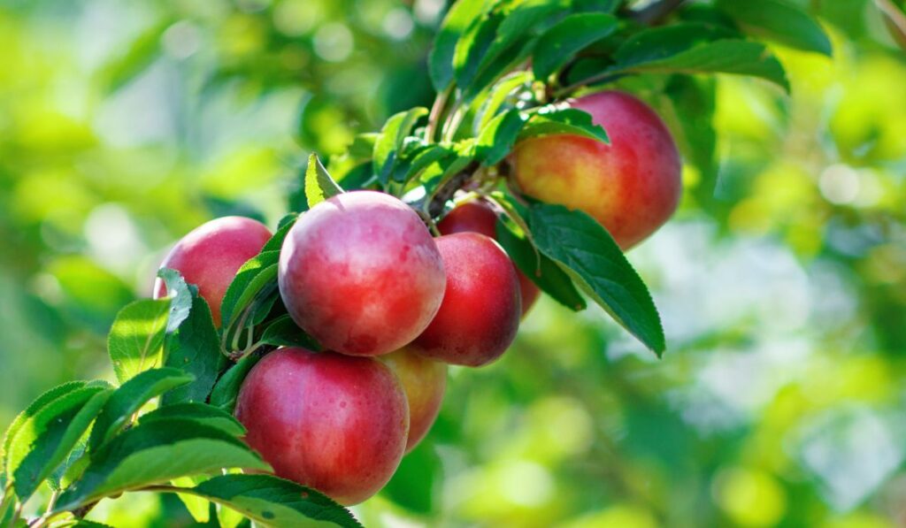 Fresh organic nectarines on the tree