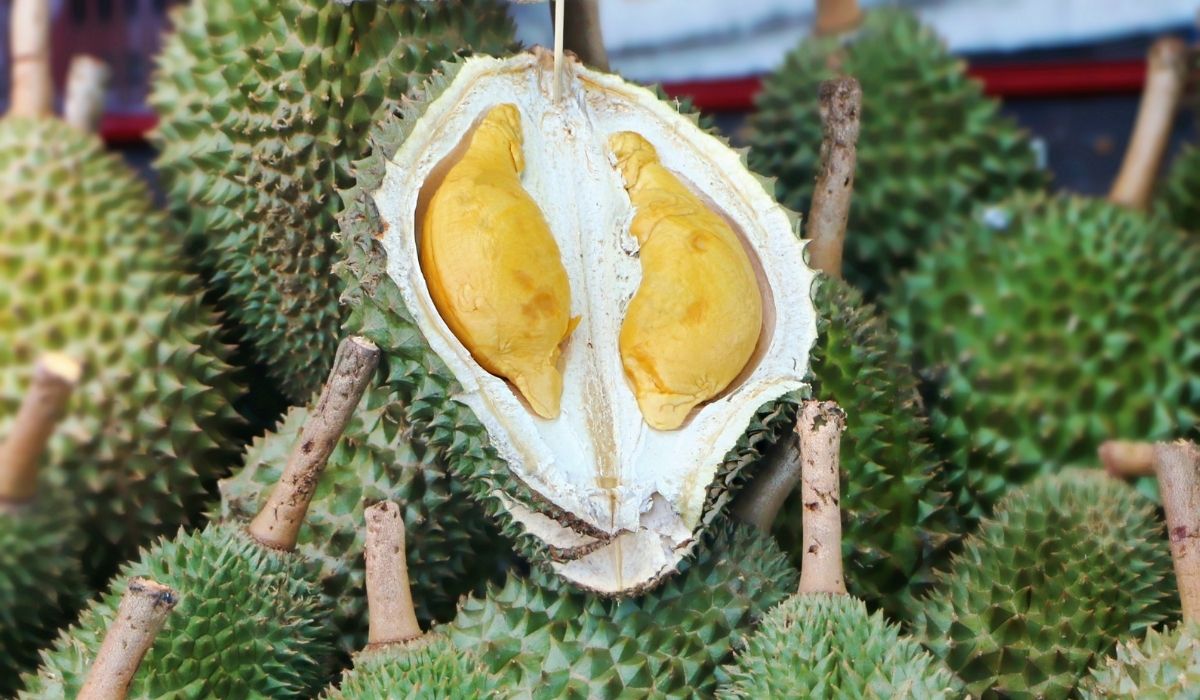 Half cut durian fruit