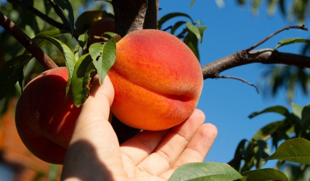 Harvesting peaches