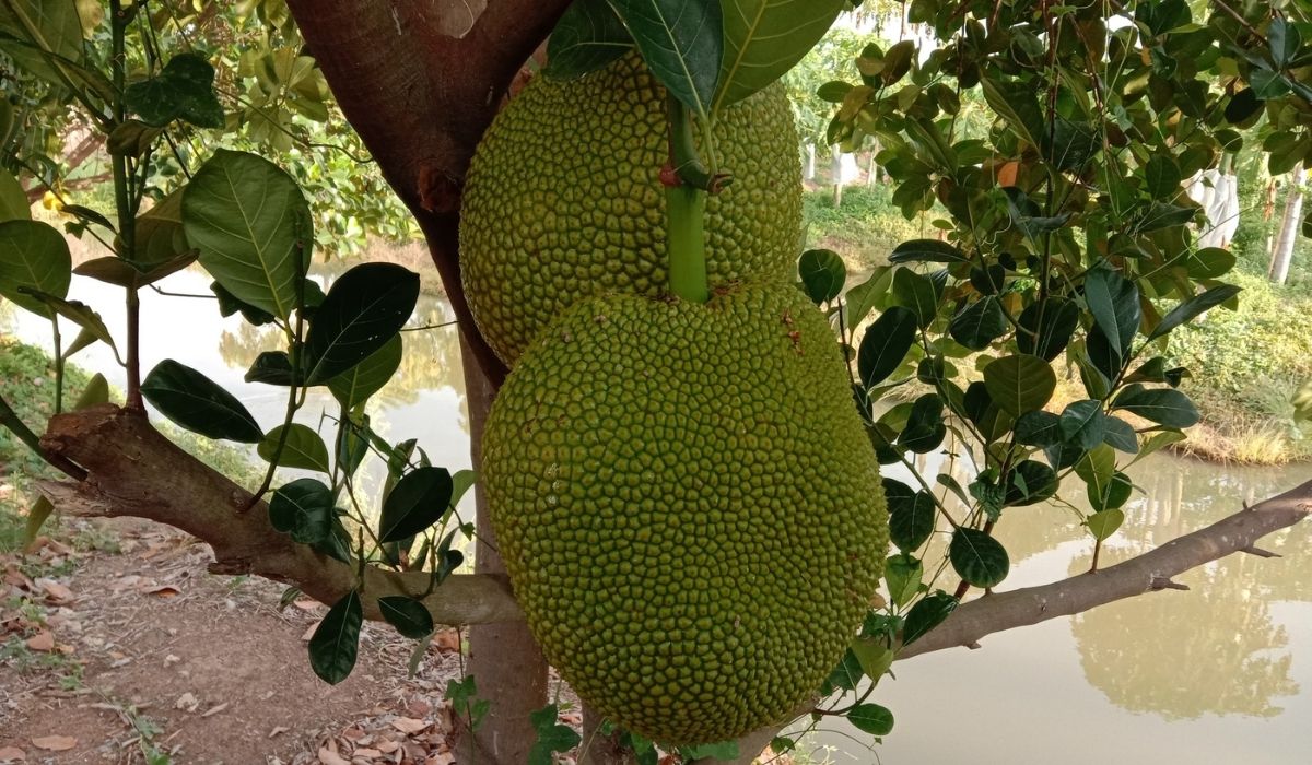 Jackfruit fruit or vegetable branch hanging on tree background closeup