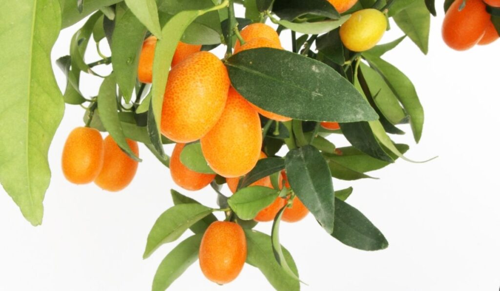 Kumquat tree branch