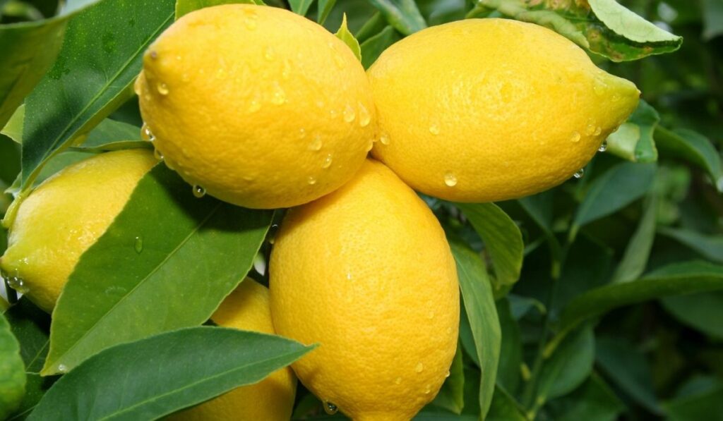 Lemon tree branch 