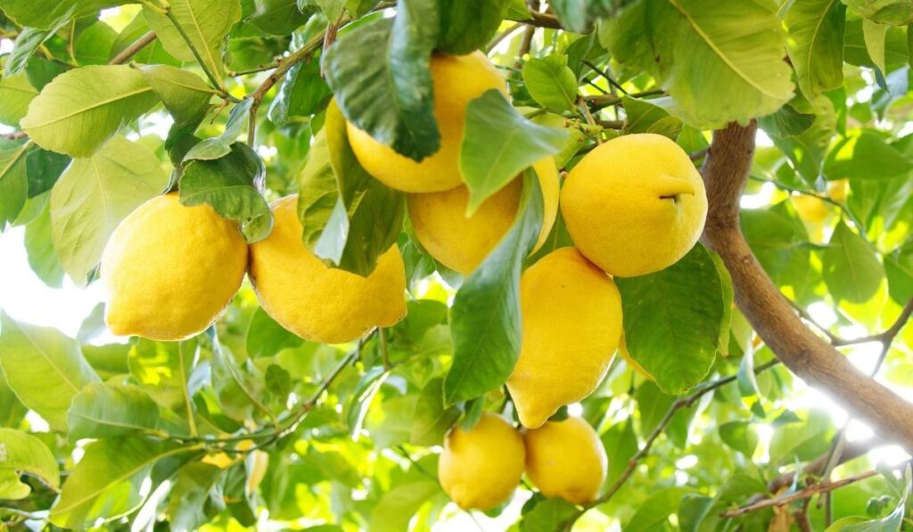 Lemon tree full of fruits