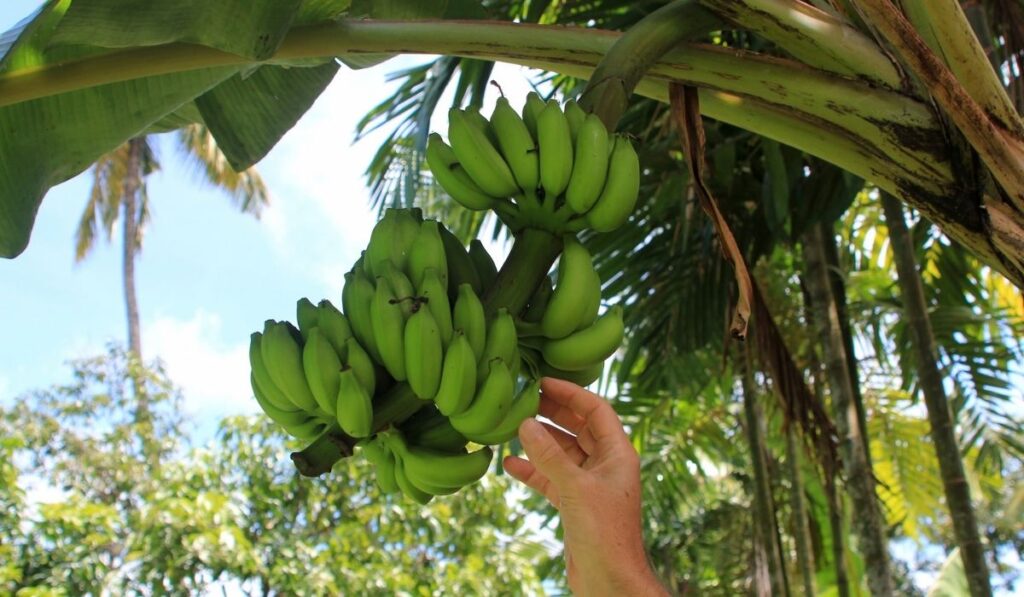 Man s hand picking a banana from a bunch of bananas