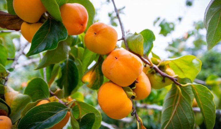 Persimmon Season When To Buy How To Eat Persimmons