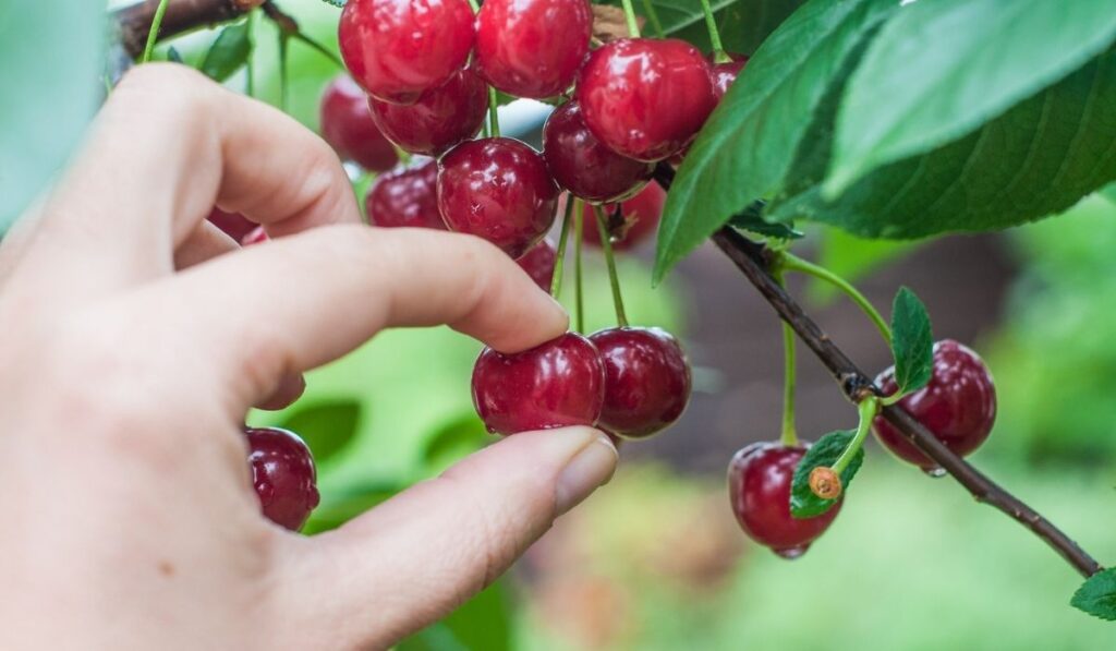 Picking cherry 