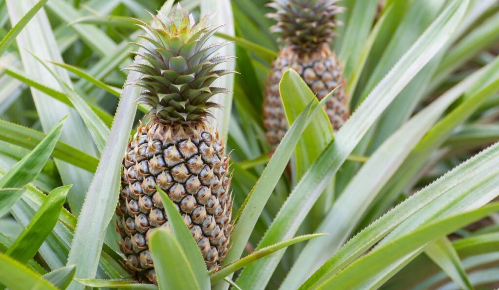 Pineapple fruit farm growing 