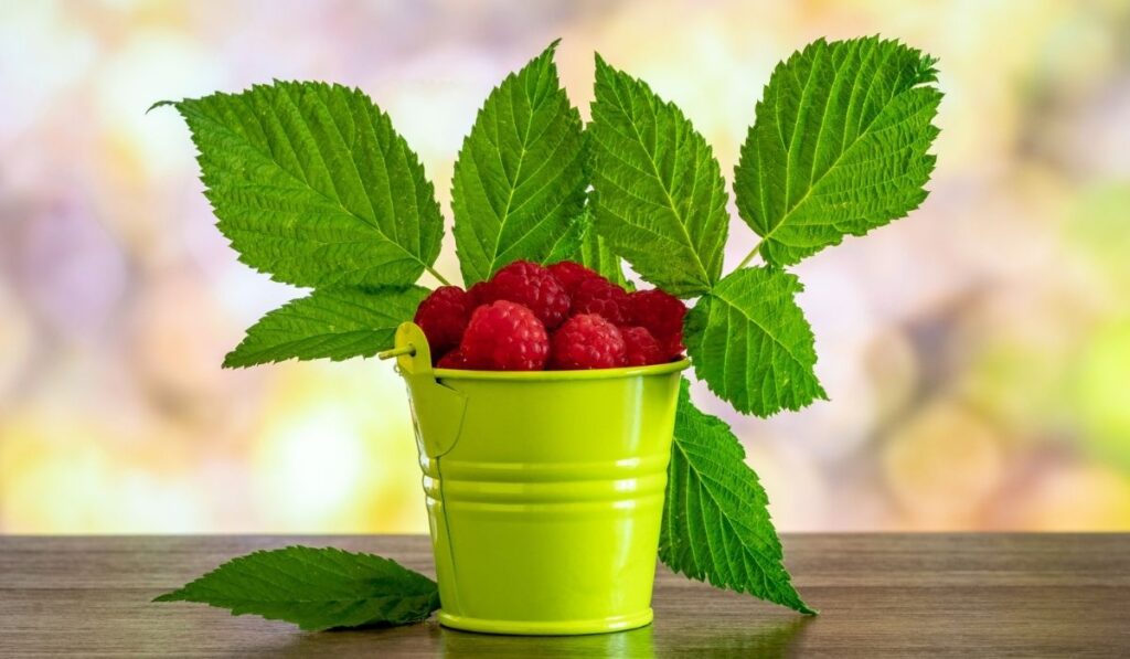 Red raspberries and green leaves in a decorative bucket