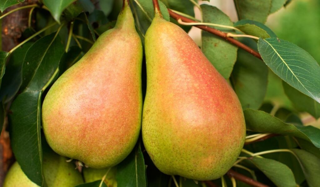 Ripe pears on tree 