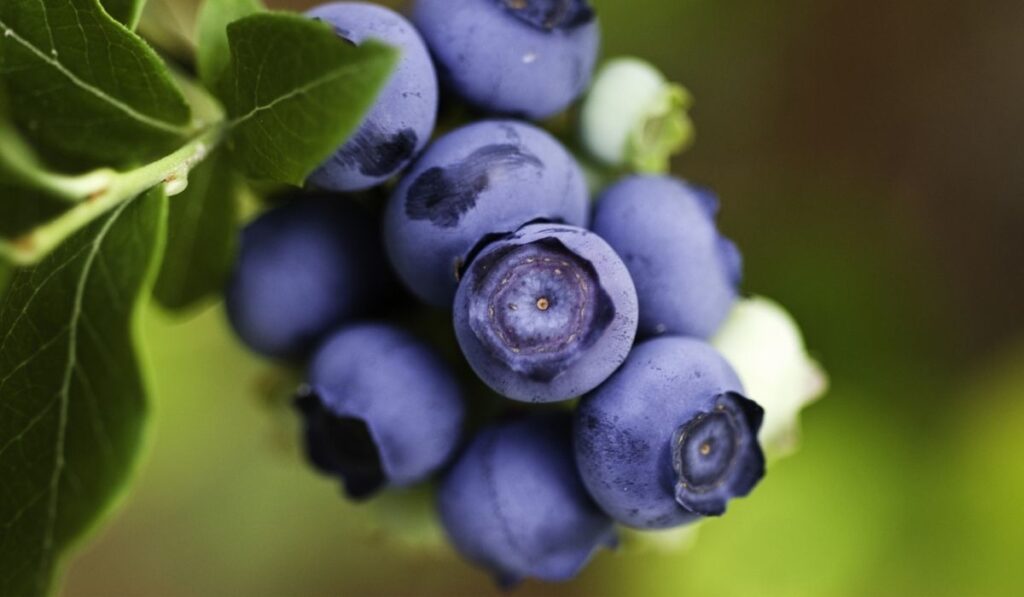 Ripening Blueberries