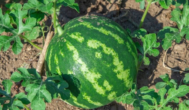 When Is Watermelon In Season? - Seasonal Cornucopia