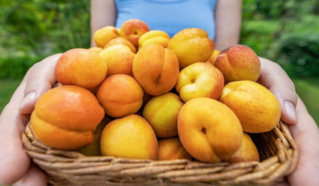 Woman holding wicker basket with large ripe apricots