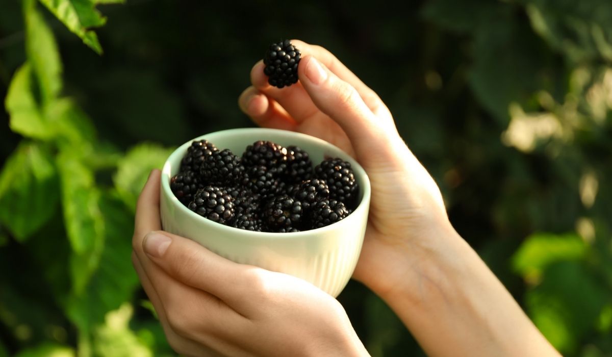 Woman picking blackberries in garden on sunny day