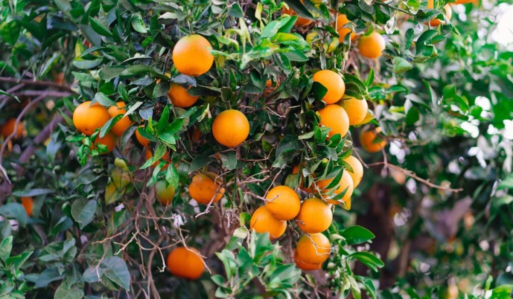 garden of orange trees 