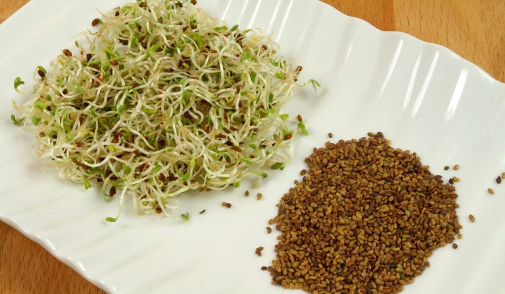 Alfalfa sprouts and seeds