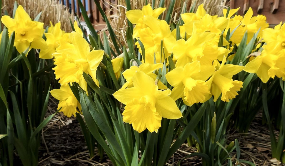 Blooming yellow daffodil bulbs