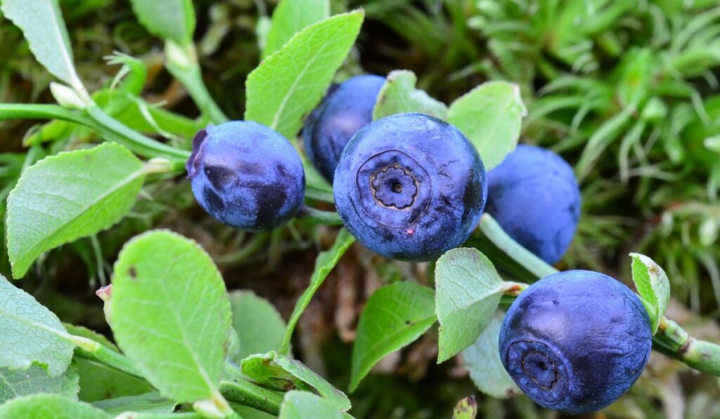 Blueberries 