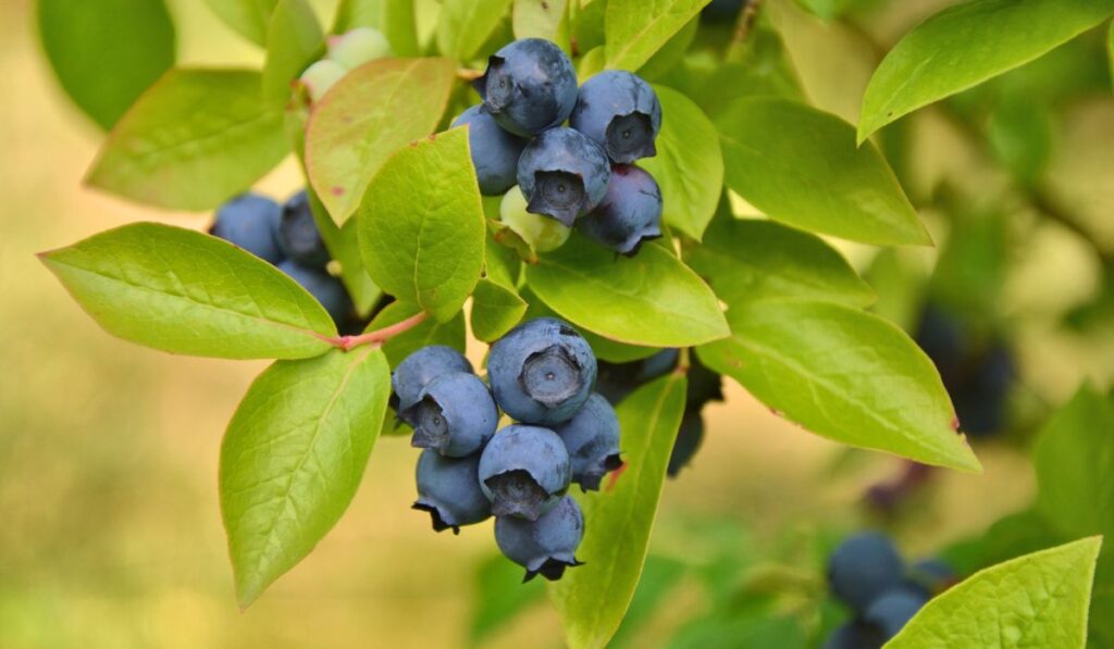 Blueberries plant 