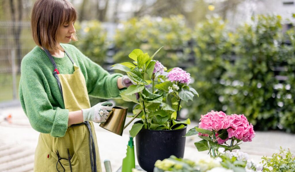 Cheerful florist or housewife watering hydrangeas