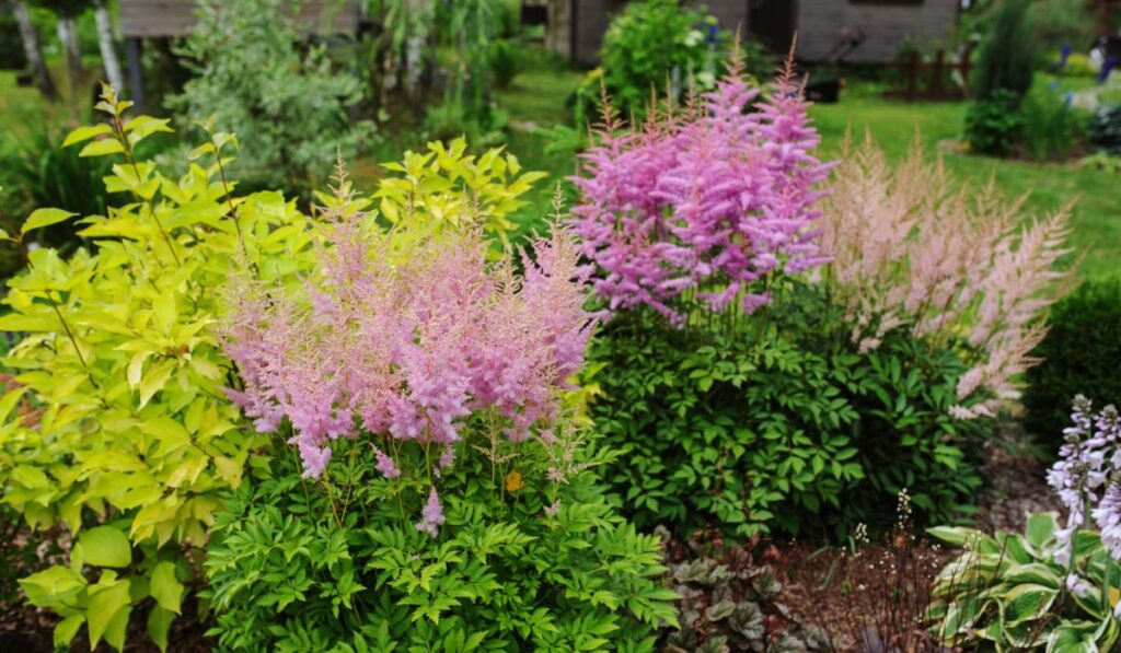 Colorful blooming astilbe in summer garden in mixed border with hostas 