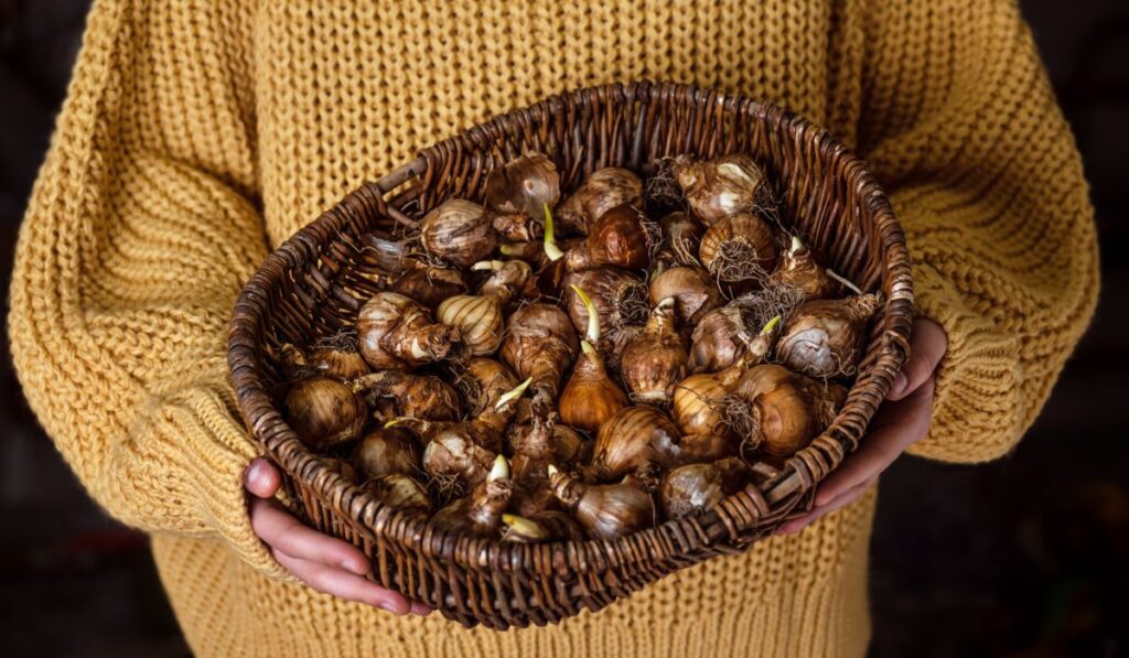 Daffodil bulbs varieties in the wicker basket carried out for planting