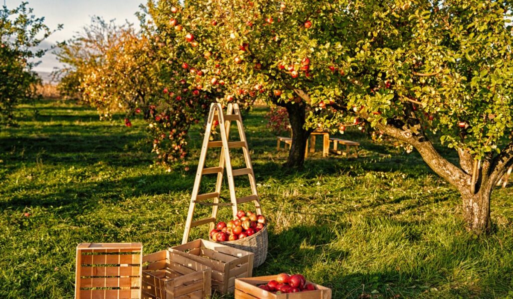 Fall apple crops harvesting in garden