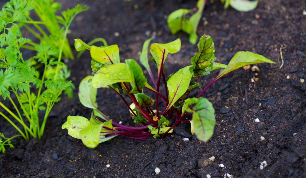 Garden Bed Organic Beets 