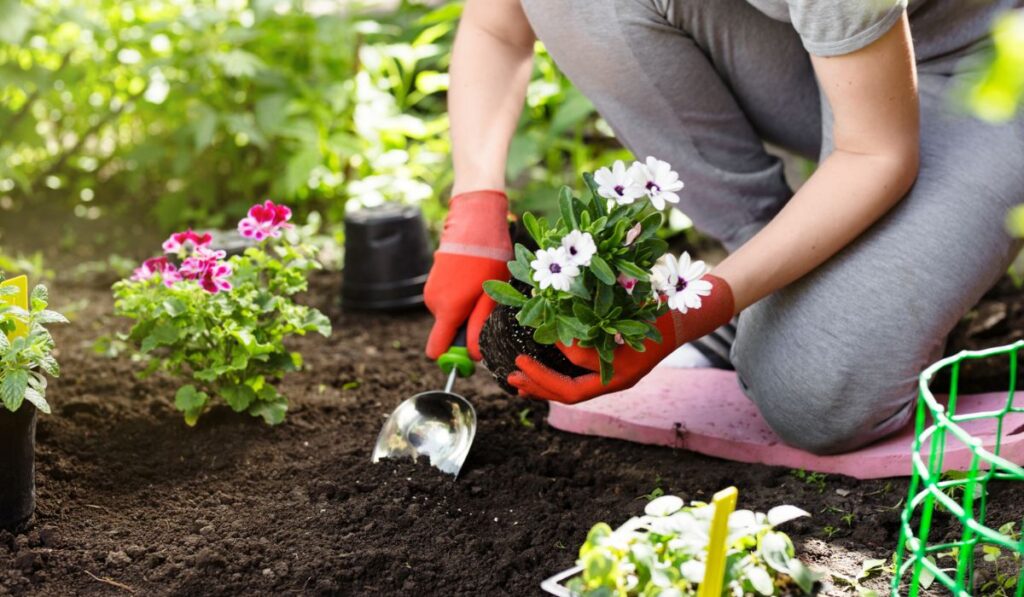 Gardener planting flowers in the garden