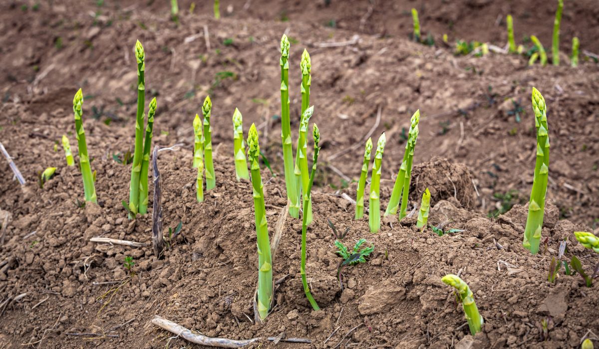 Green asparagus plants on the field