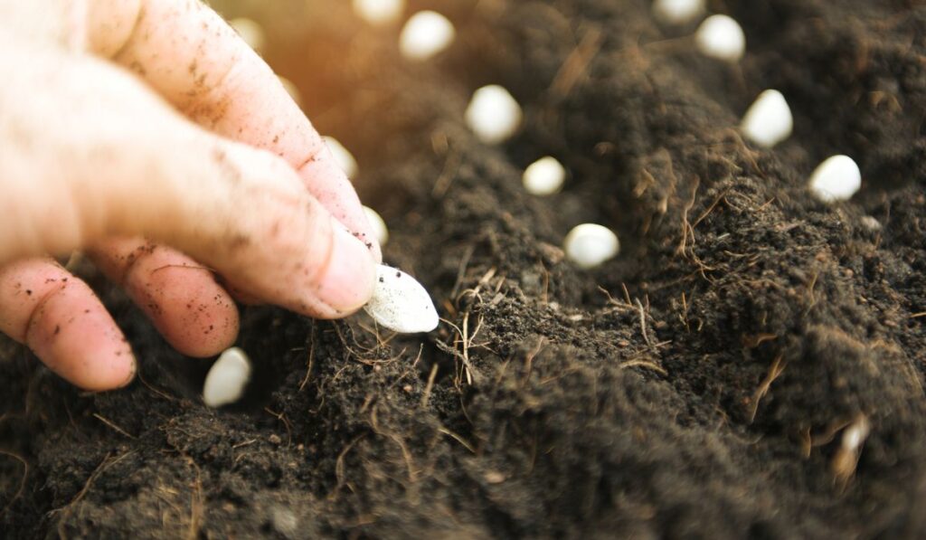 Hand planting pumpkin seed on soil in the vegetable garden agriculture