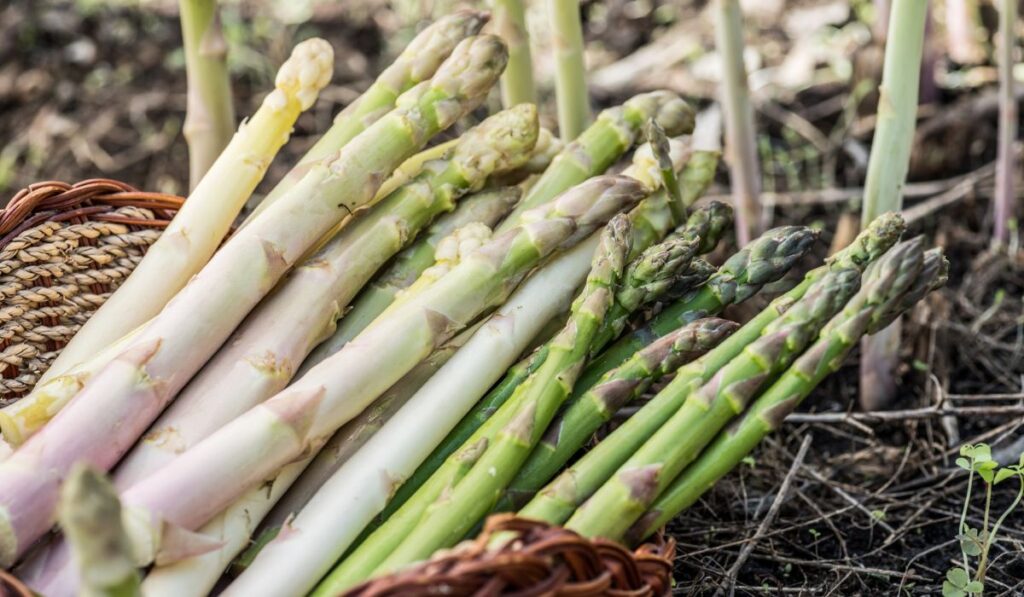 Harvest of white and green asparagus in wicker basket 