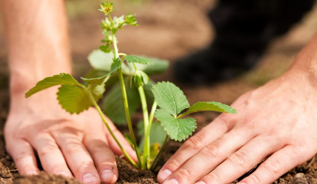 Planting strawberries in garden