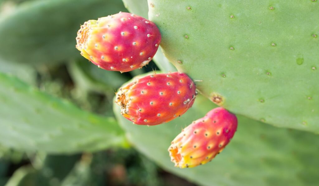 Prickly pear cactus with fruit 