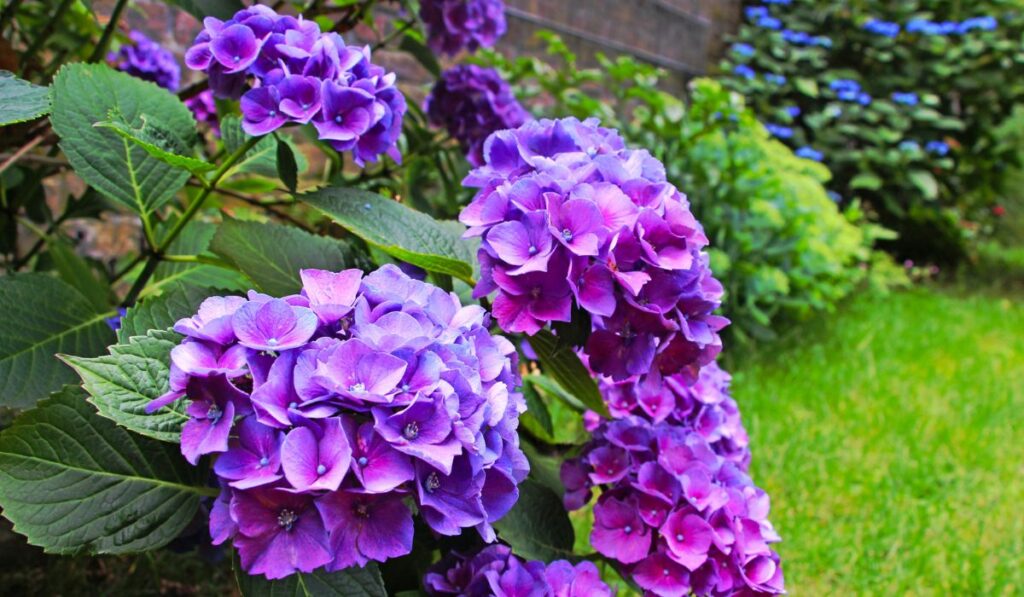 Purple hydrangeas flowers in the garden