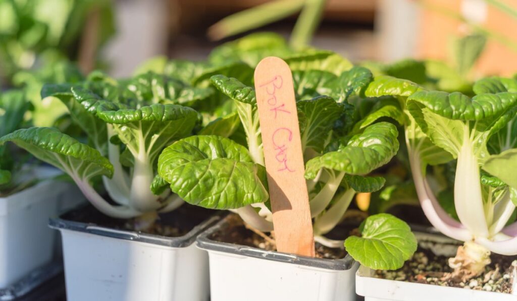 Shallow DOF fresh pot of bok choy plants with labels for sale close-up