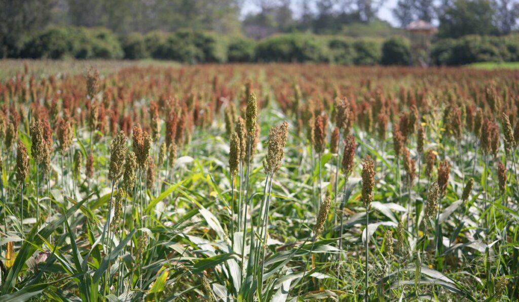 Barnyard millet Echinochloa esculentaor Japanese millet