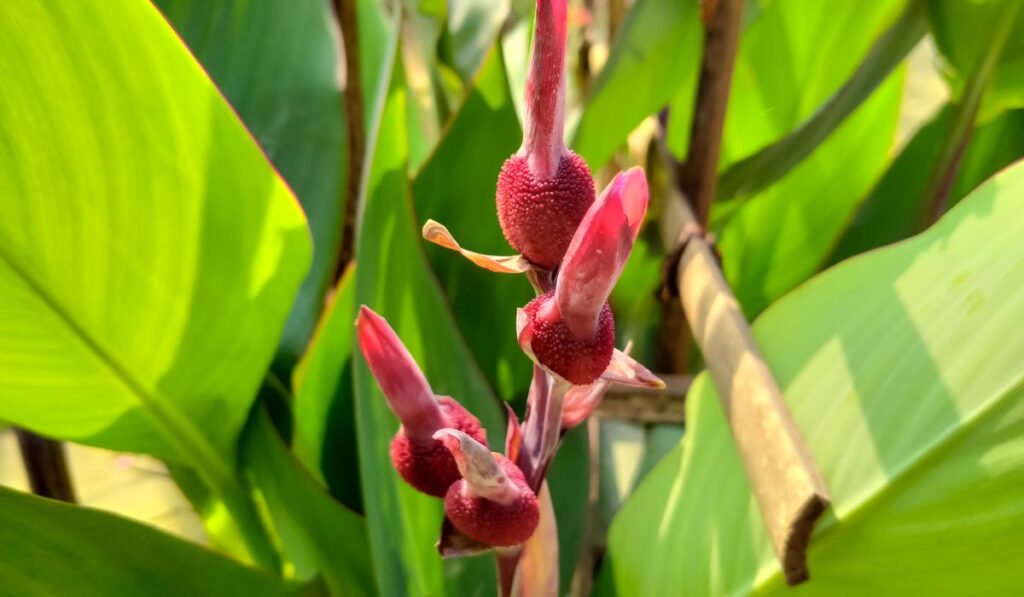 Canna lily small flowers and green leaves 