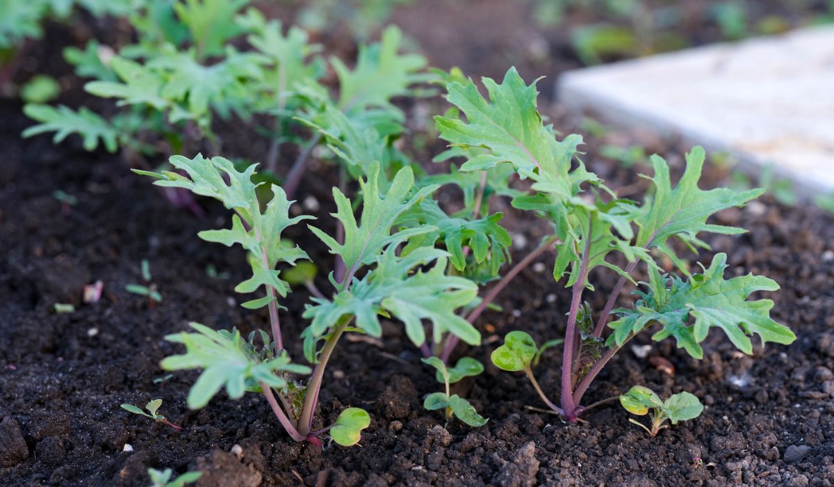 Close-up shot of young Kale plants growing in a vegetable garden