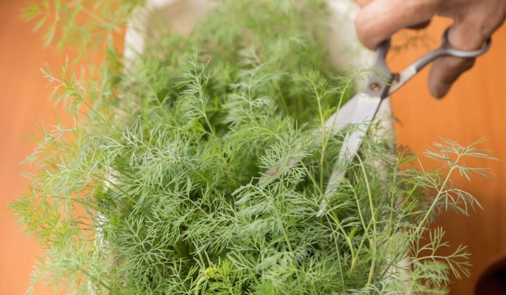 Crop of dill grown at home is cut with scissors