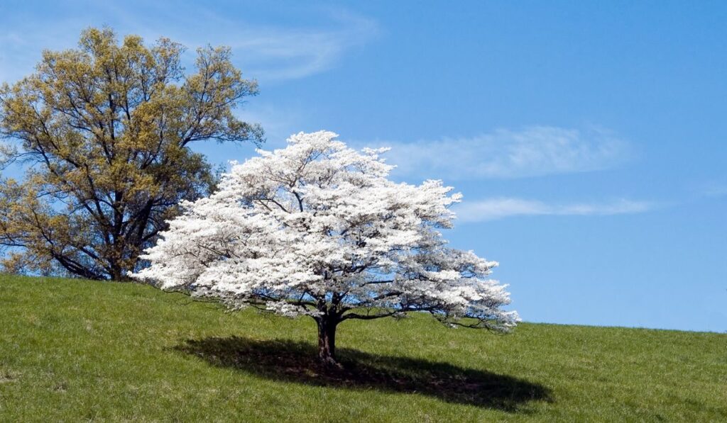 Dogwood Tree