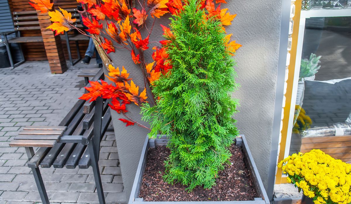 Evergreen potted tree growing in flowerpot