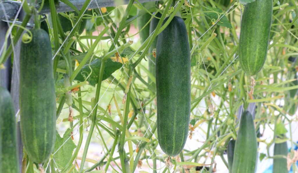 Green cucumber plant in the garden 