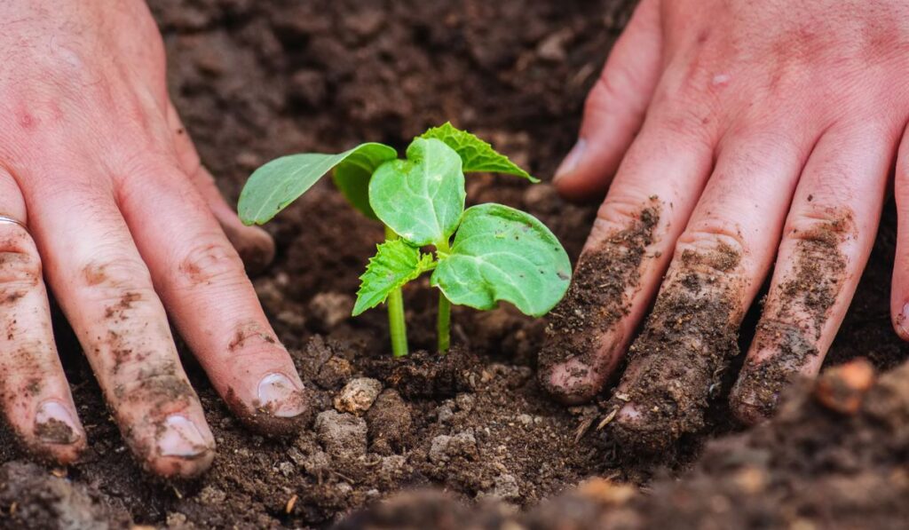 Man`s hand planting cucumber seedling in humus ground 