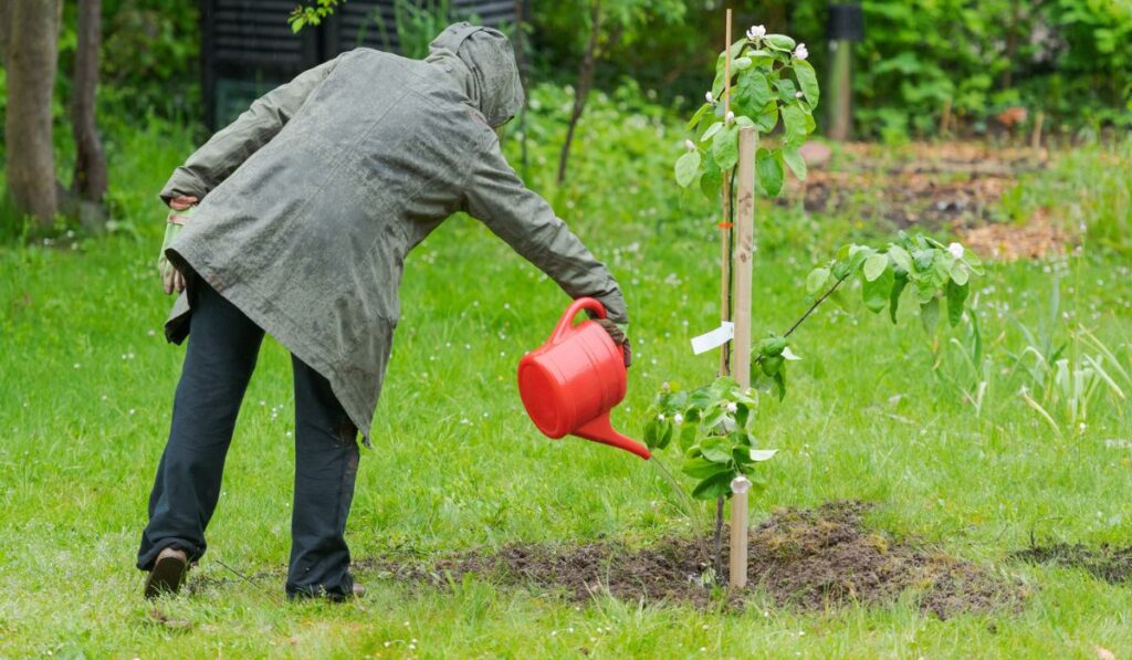 One person in garden watering small quince tree in the middle of lawn during rain with red watering can